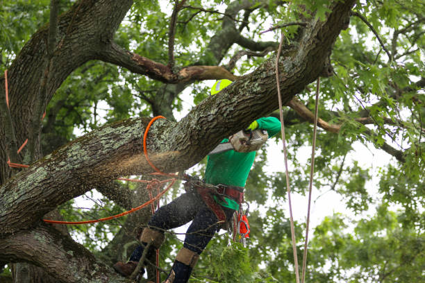 How Our Tree Care Process Works  in  Seneca Knolls, NY